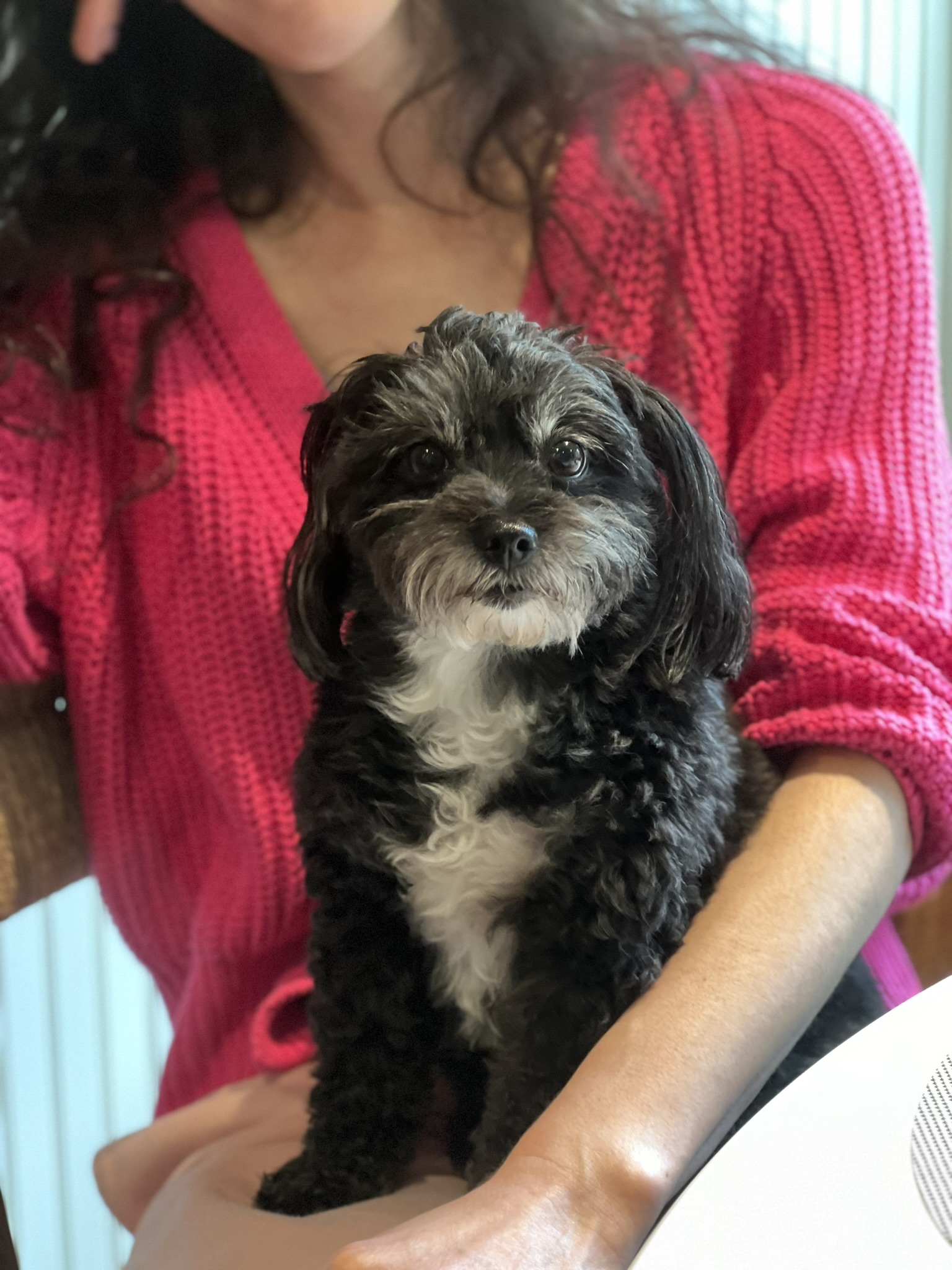 Stella as a tiny puppy being held